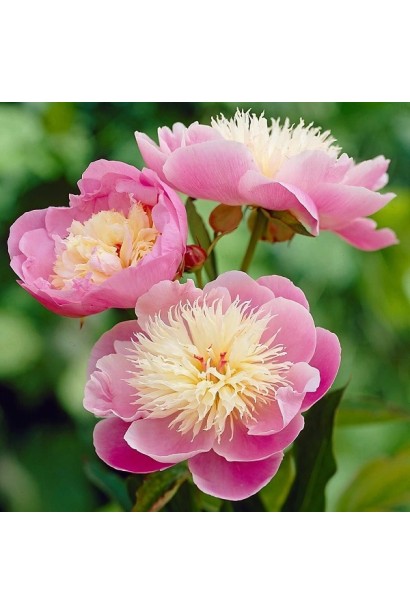 Квітка Боул оф Б’юті: ніжно-рожеві пелюстки і кремово-жовтий центр.